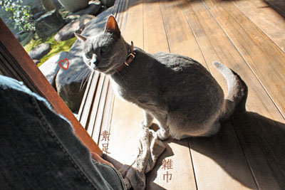 縁側の猫と日差しと_e0156015_23525891.jpg