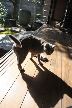 縁側の猫と日差しと_e0156015_23561753.jpg