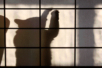 e0156015_4331862.gif