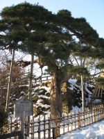 弘前公園の鶴と亀(弘前市)_b0147224_226082.jpg