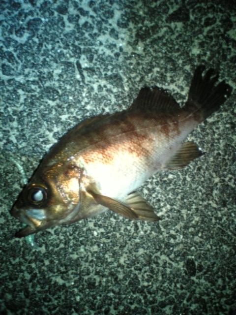 c0168626_18362193.jpg