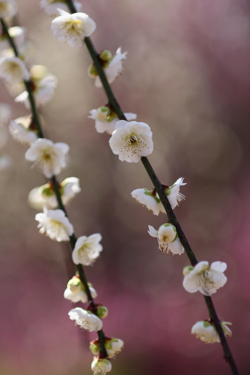 地元の花達･･･_d0075428_19353258.jpg