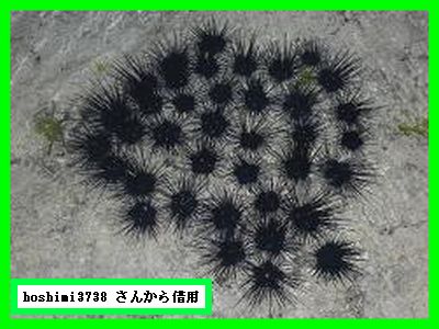 c0004734_11185056.jpg