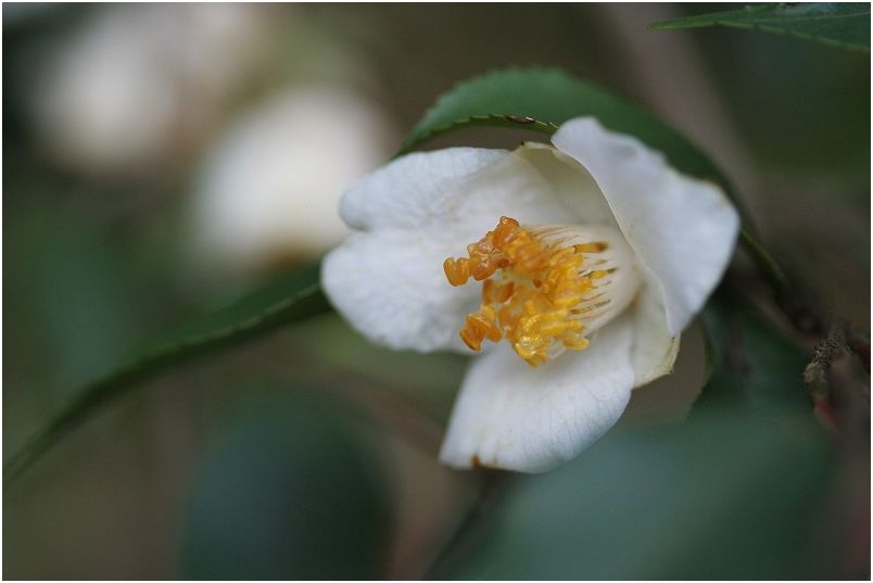 白い椿の花色々 自然のキャンバス 白い椿の花色々 自然のキャンバス
