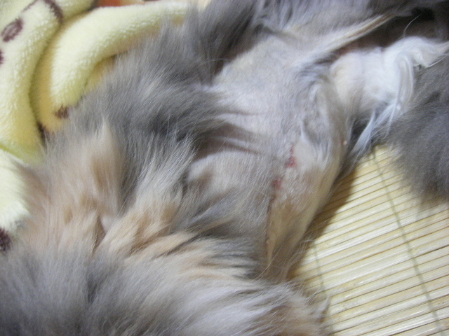 e0170937_151919.jpg