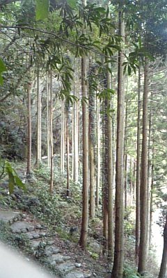 e0004846_1013553.jpg