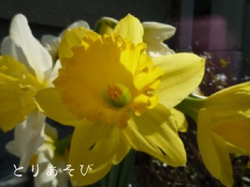 3月弥生花盛り_e0147757_21221519.jpg