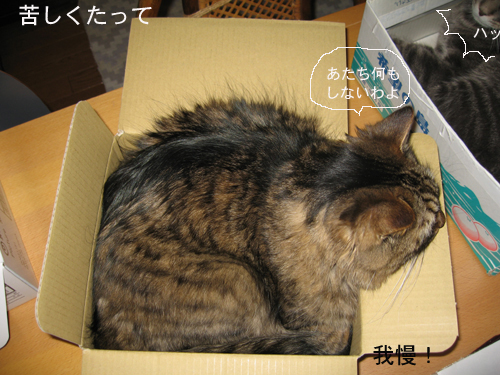 e0057361_16385830.jpg