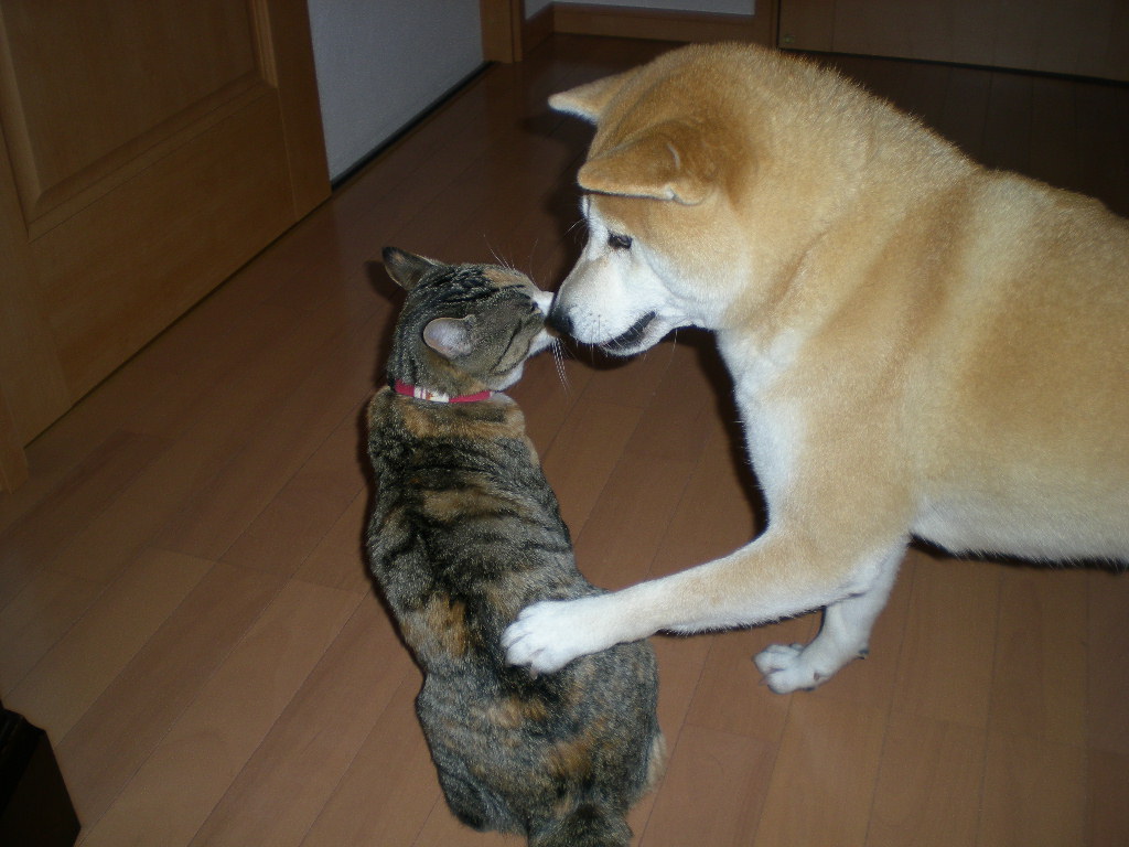 2009年3月1日(日)ヒァ~!キョンが出た~!_f0060461_1630865.jpg