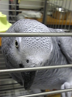 鼻の上の羽毛をチェック!_c0049870_16344359.jpg