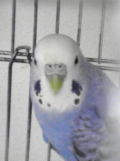 鼻の上の羽毛をチェック!_c0049870_16433022.jpg