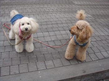 2009.3.1 3月になりました。春です。_a0083571_1826091.jpg
