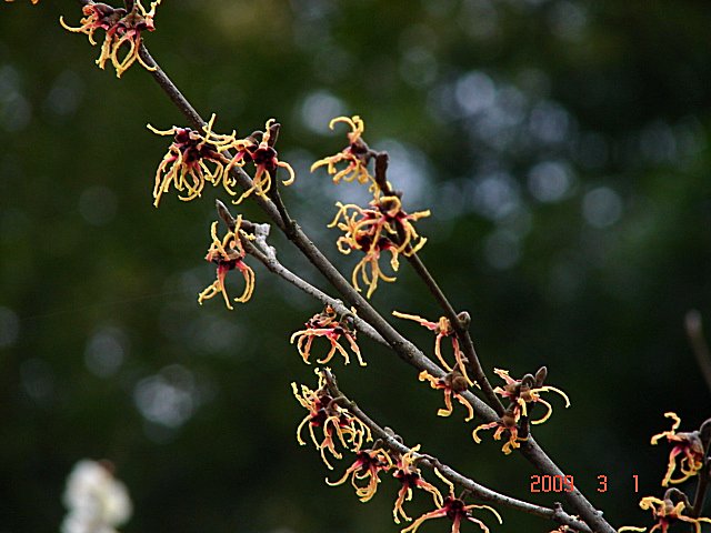 No.0428　赤塚植物園に資料集めに_f0104277_172541.jpg