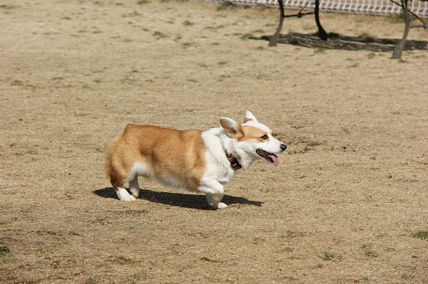 200902ドッグラン毛呂山 16_c0109780_16291737.jpg