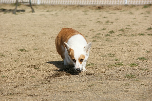 200902ドッグラン毛呂山 16_c0109780_16292711.jpg