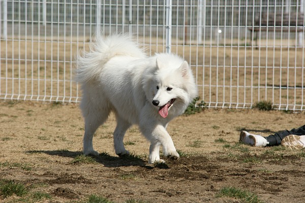 200902ドッグラン毛呂山 16_c0109780_16294943.jpg