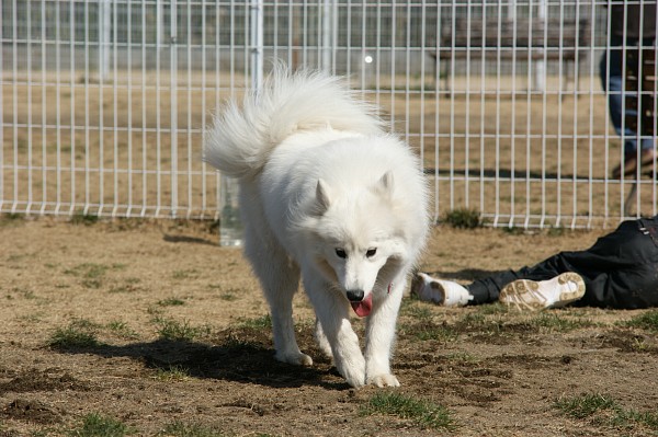 200902ドッグラン毛呂山 16_c0109780_16295788.jpg