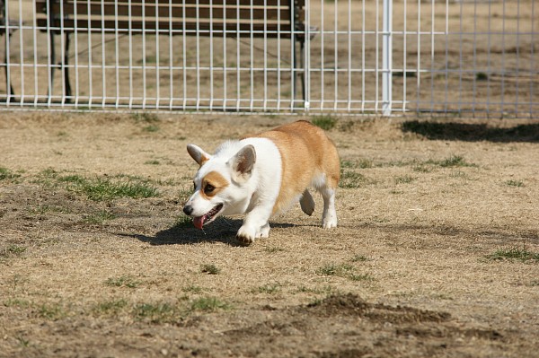 200902ドッグラン毛呂山 16_c0109780_1630490.jpg