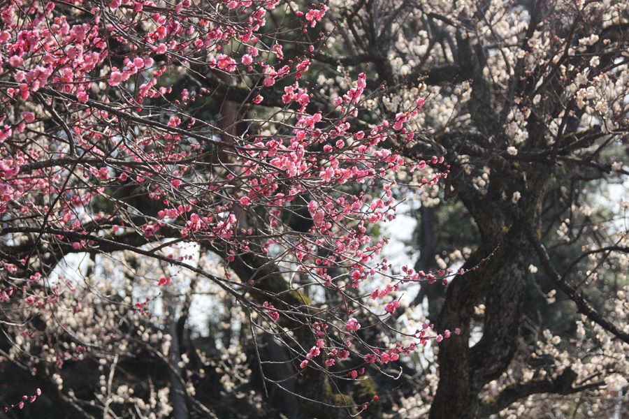 09.02.15：甲府市の梅園、不老園４－完_c0007190_19382075.jpg