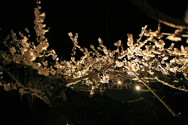 **幻想的な梅の花を見に**_c0192993_23494360.jpg