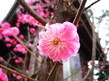 a0097006_20235532.jpg