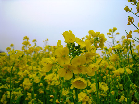 a0097006_20243357.jpg