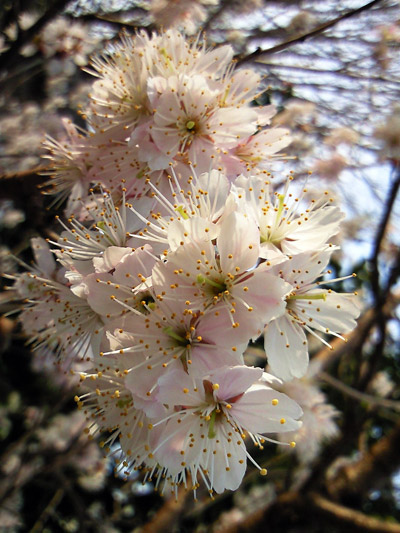 a0097006_20245810.jpg