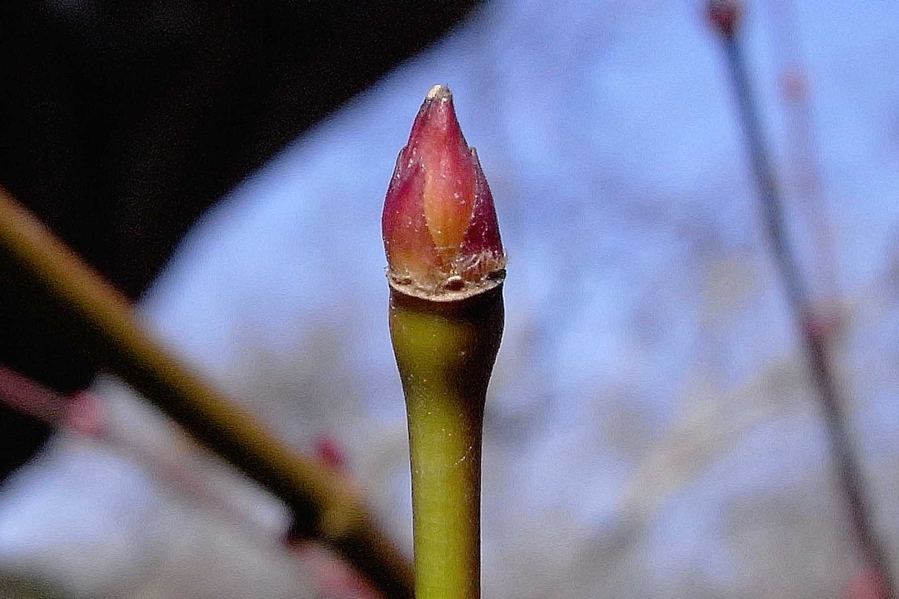 イロハモミジまもなく芽開き : 樹木見て歩き
