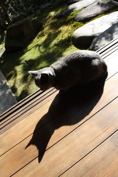 縁側の猫と日差しと_e0156015_02873.jpg