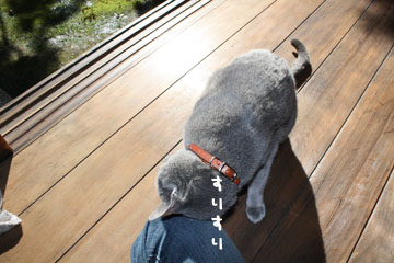 縁側の猫と日差しと_e0156015_082089.jpg