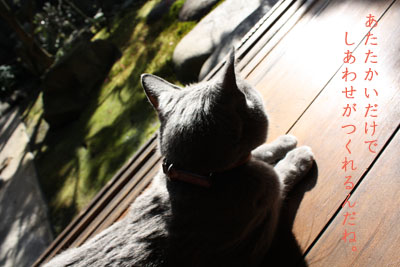 縁側の猫と日差しと_e0156015_2359563.jpg