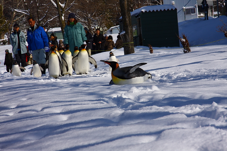 旭山動物園_a0116827_0162743.jpg