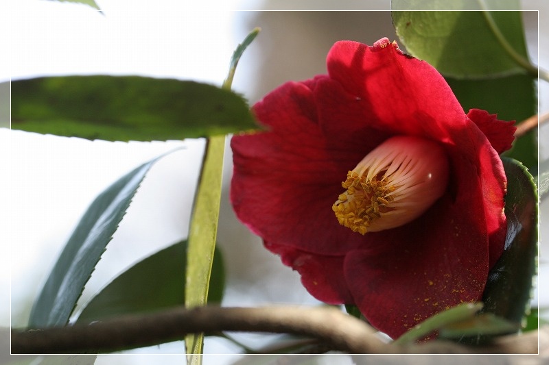 赤い椿の花色々咲きました_e0052135_17211131.jpg