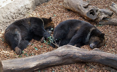 クマもまだまだ冬眠中 よれよれ日記