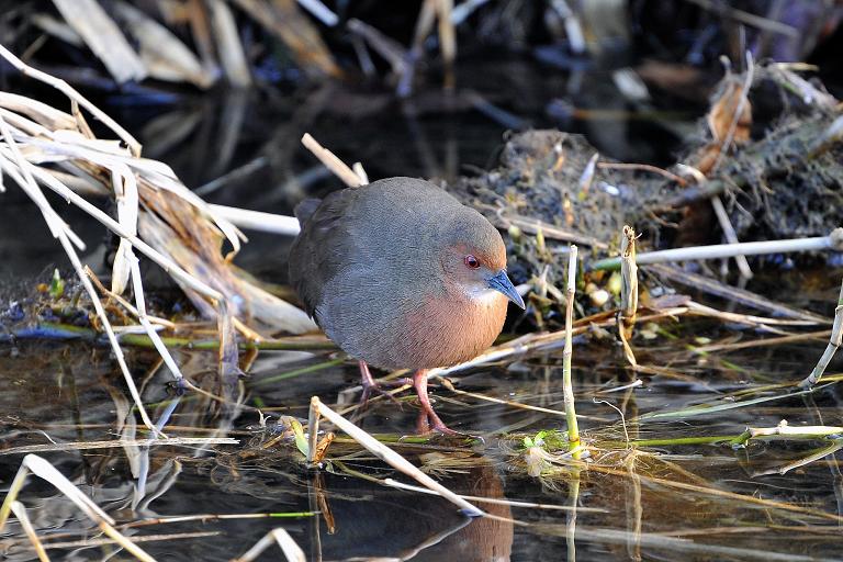 ヒクイナ（(Ruddy-breasted Crake) ～2009.02_b0148352_12512429.jpg