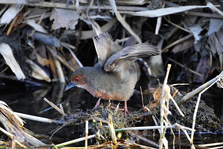 ヒクイナ（(Ruddy-breasted Crake) ～2009.02_b0148352_12524576.jpg