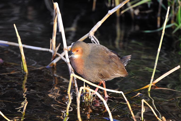 ヒクイナ（(Ruddy-breasted Crake) ～2009.02_b0148352_12565131.jpg