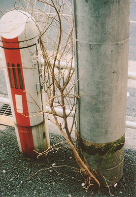b0008655_21562333.jpg