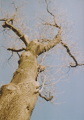 b0008655_2157045.jpg