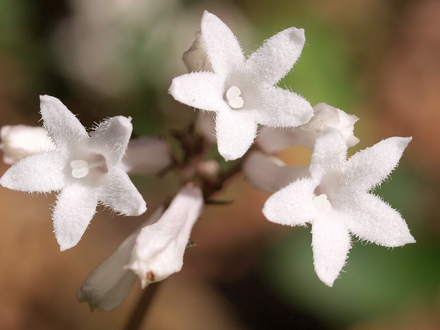 b0135573_1614531.jpg
