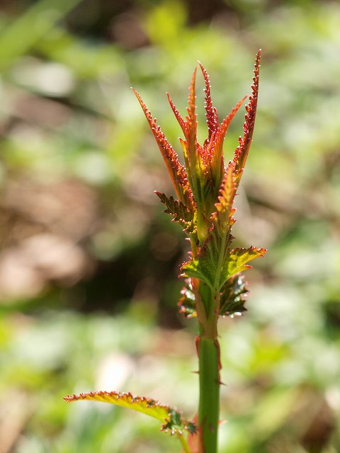 b0135573_1616291.jpg