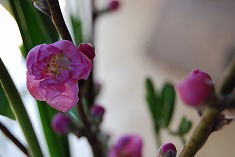 c0124100_1164116.jpg