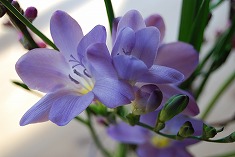 c0124100_1165564.jpg