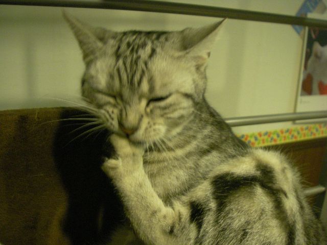 c0060009_4373187.jpg