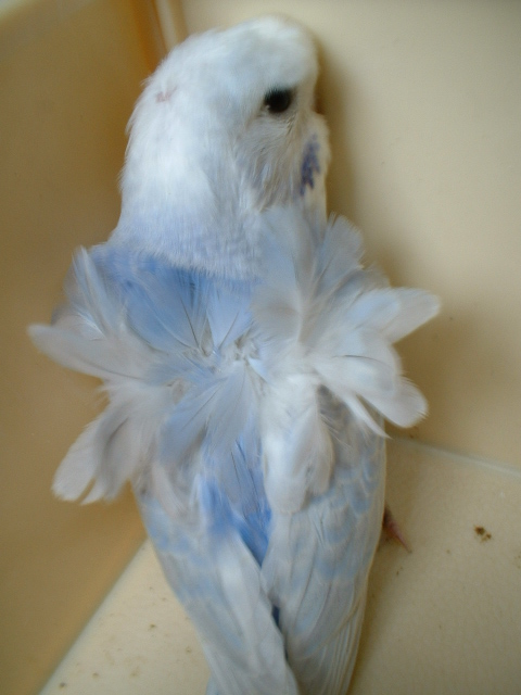 羽衣パステルカラーオパーリン セキセイインコ全般繁殖販売 マブーティ企画 最新情報 23都法研 第 b000323号 法定研修済 羽衣パステルカラーオパーリン セキセイインコ全般繁殖販売 マブーティ企画 最新情報 23都法研 第 b000323号 法定研修済