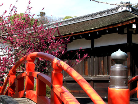 下鴨神社ー紅梅_e0048413_17595489.jpg