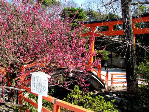 下鴨神社ー紅梅_e0048413_180641.jpg