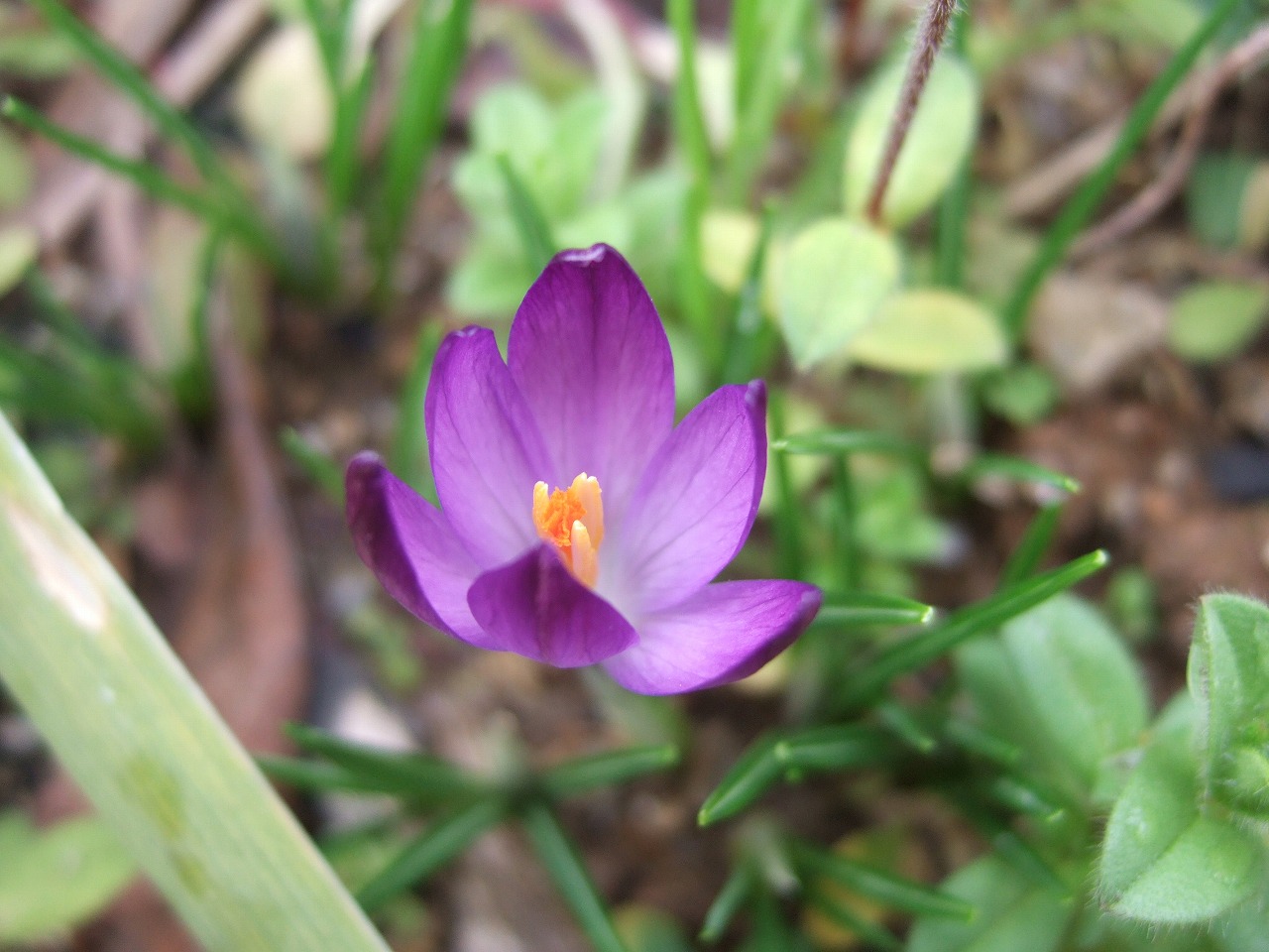 次々と咲く早春の花々_c0166220_19355199.jpg