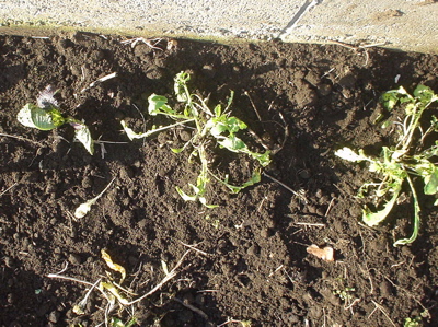 e0092221_1836485.jpg