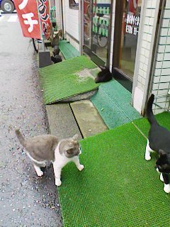 猫_e0041337_1024585.jpg